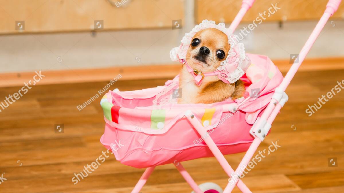 If you really want a baby, have a baby. Don't buy a dog. Picture Shutterstock