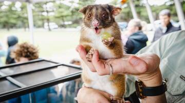 How do you get rid of possums? You don't! Picture by Sean McKenna