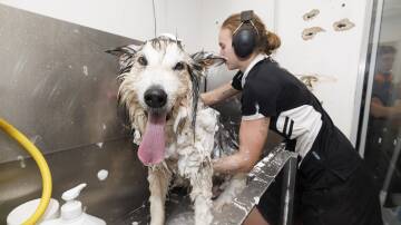 Achilles the Alaskan Malamute enjoying a bath at the Dog Barber. Picture by Keegan Carroll