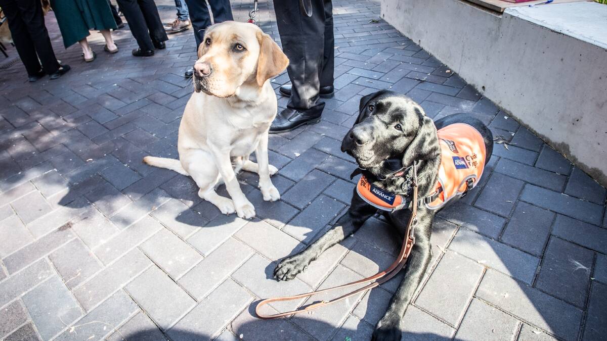 Guide dog Luigi (left) and a guide dog in training. Picture by Karleen Minney