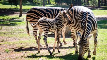 The National Zoo and Aquariums newest baby with mum, Kiva, and another mare, Johari, was seen running around the enclosure on Friday morning. Picture by Elesa Kurtz