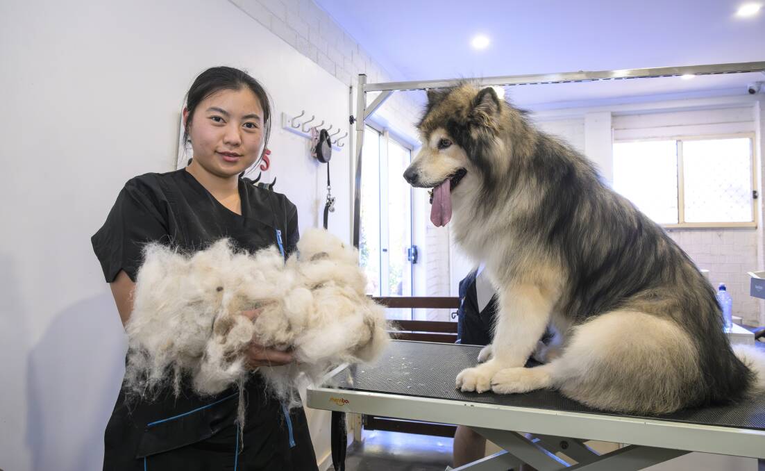 Achilles the Alaskan Malamute after his grooming session with Nini Hou at The Dog Barber. Picture by Keegan Carroll