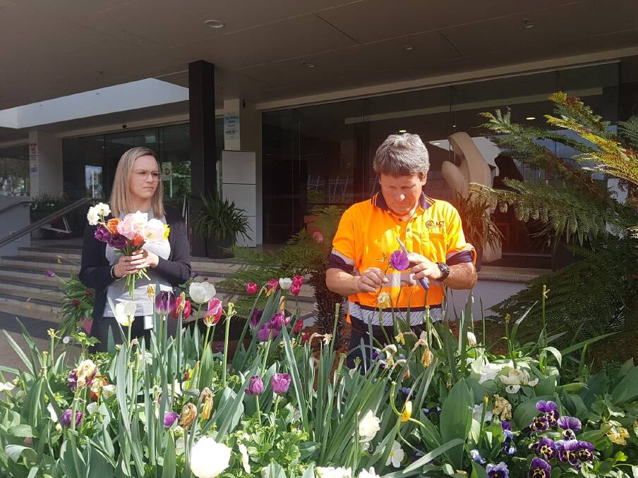 Floriade head gardener Andrew Forster cutting blooms for distribution. Picture: Supplied
