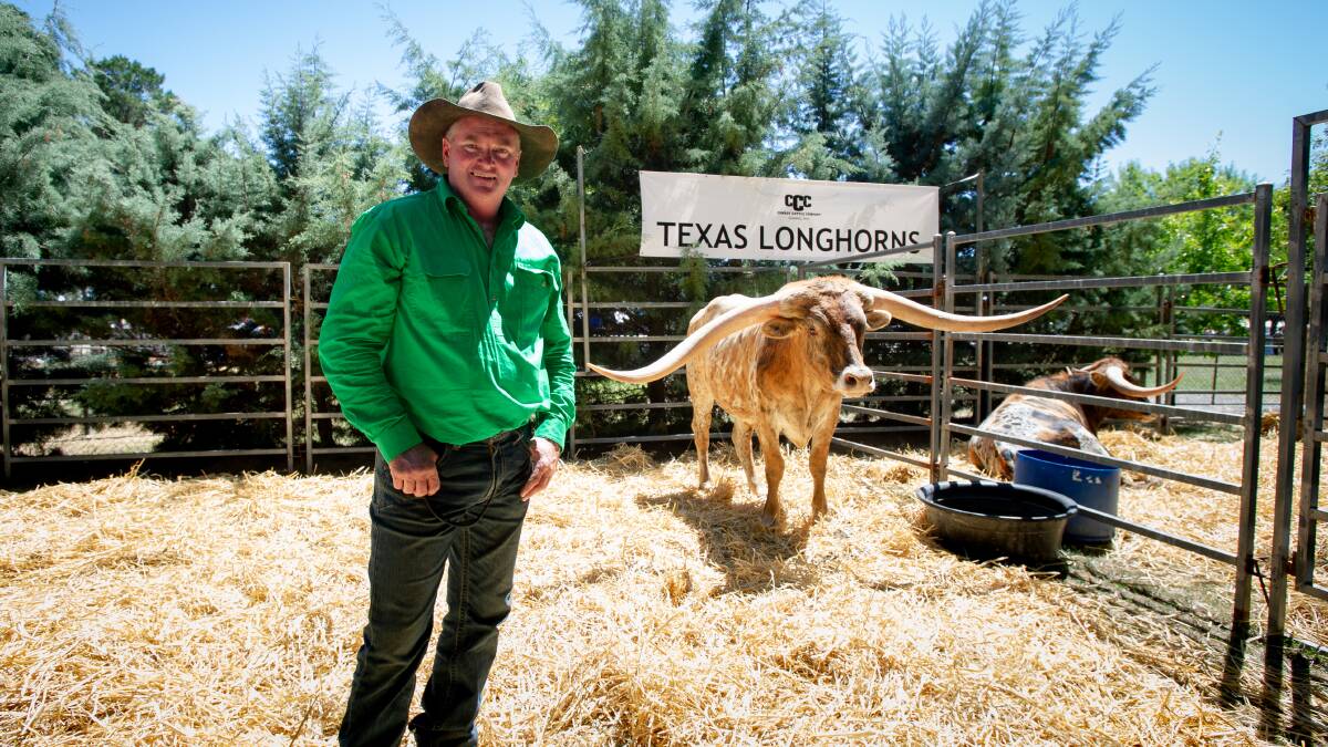 Corey Miles with his Texas Longhorns at the Canberra Show. Picture by Elesa Kurtz