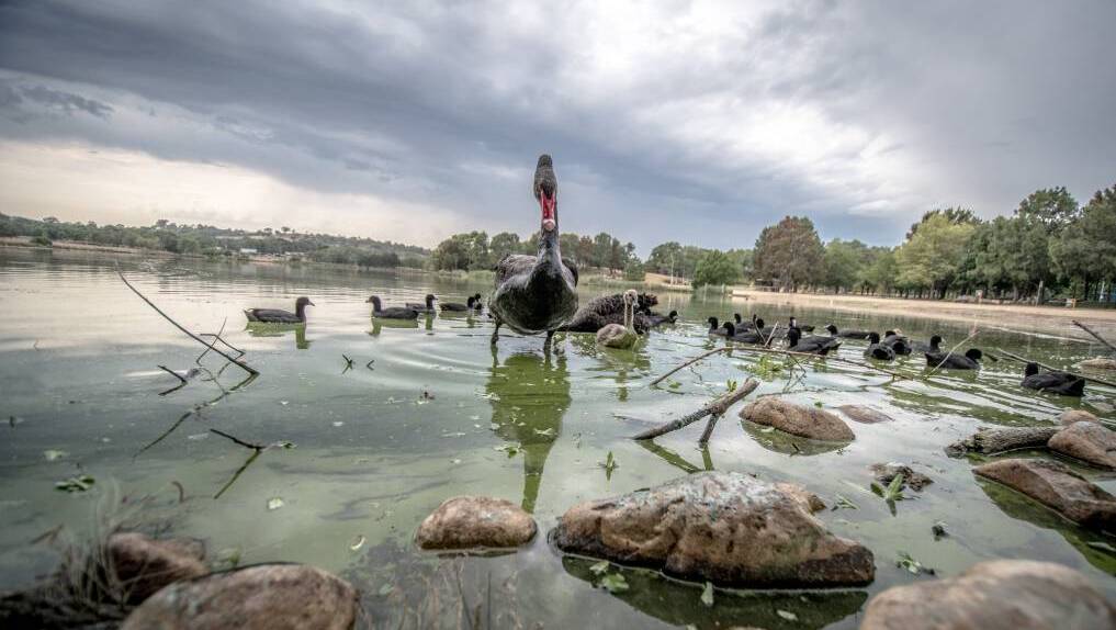 Areas of Lake Burley Griffin have been closed to swimming after testing revealed "extreme" blue-green algae and bacteria levels in the lake. Pictured is Lake Tuggeranong which is also closed. Picture: Karleen Minney