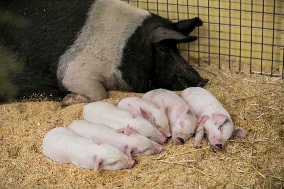 Yarralumla Play Station is particularly concerned for the young piglets who were stolen. Picture: Supplied