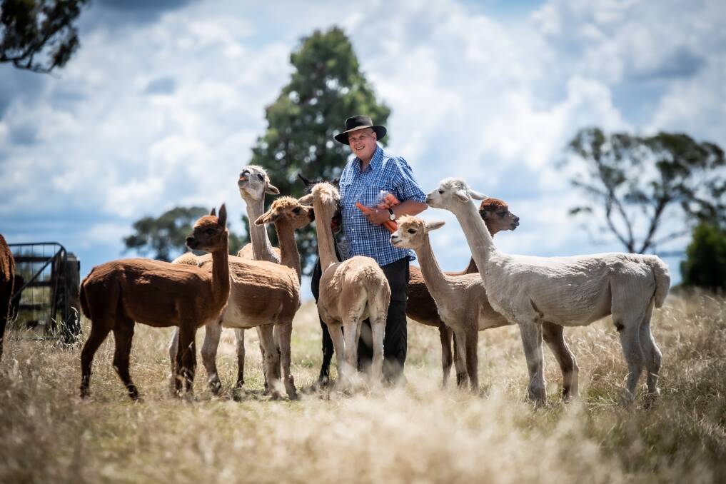 Nils Lantzke with his beloved alpacas. He was forced to close Alpaca Therapy after a challenging year. Picture: Karleen Minney