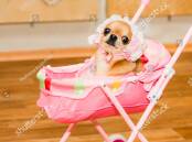 If you really want a baby, have a baby. Don't buy a dog. Picture Shutterstock