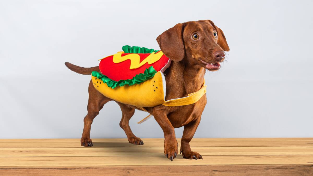 Take your four-legged friend to the Hot Dog Festival. Picture Shutterstock