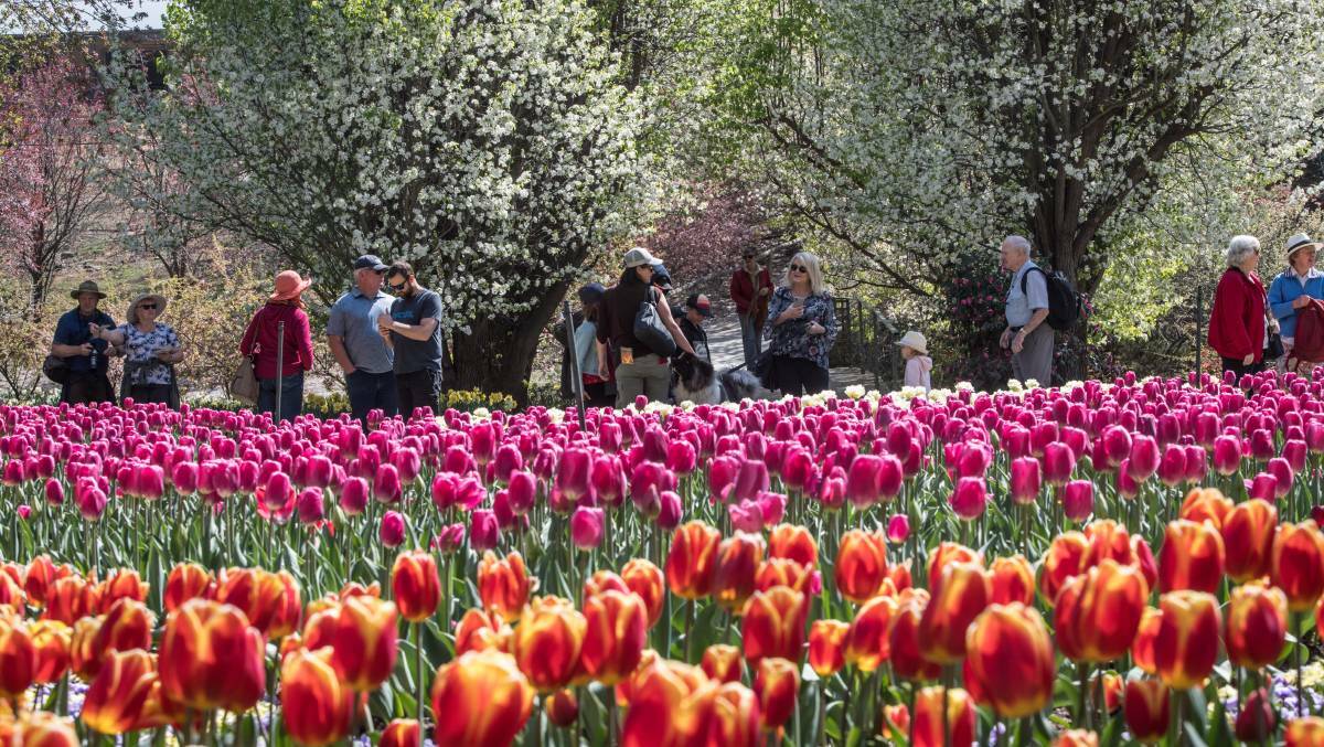 Tulip Top Gardens have been restricted to 20 visitors due to COVID-19 restrictions. Picture: Karleen Minney
