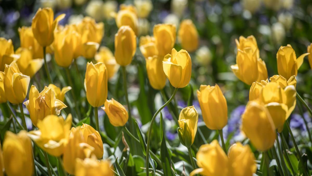Tulip Top Gardens will offer digital viewings this year. Picture: Karleen Minney