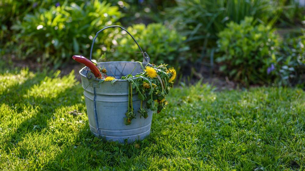 Ridding your garden of weeds takes persistence. Picture: Shutterstock