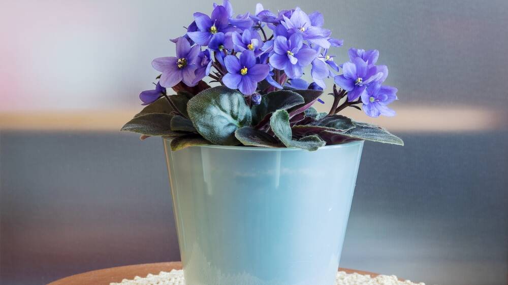 A well grown African violet is truly spectacular. Picture Shutterstock