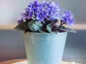 A well grown African violet is truly spectacular. Picture Shutterstock