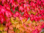 Cover any drab wall or fence with Boston ivy for a stunning autumn display. Picture Shutterstock