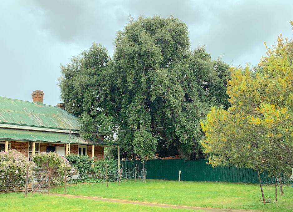 Braidwood's historic Constable's Cottage has one of the best Cork Oak specimens in Australia. Picture: Tim the Yowie Man