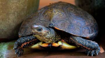 The slow and steady turtle wins the race when looked after properly. Picture by Arlin Mejia