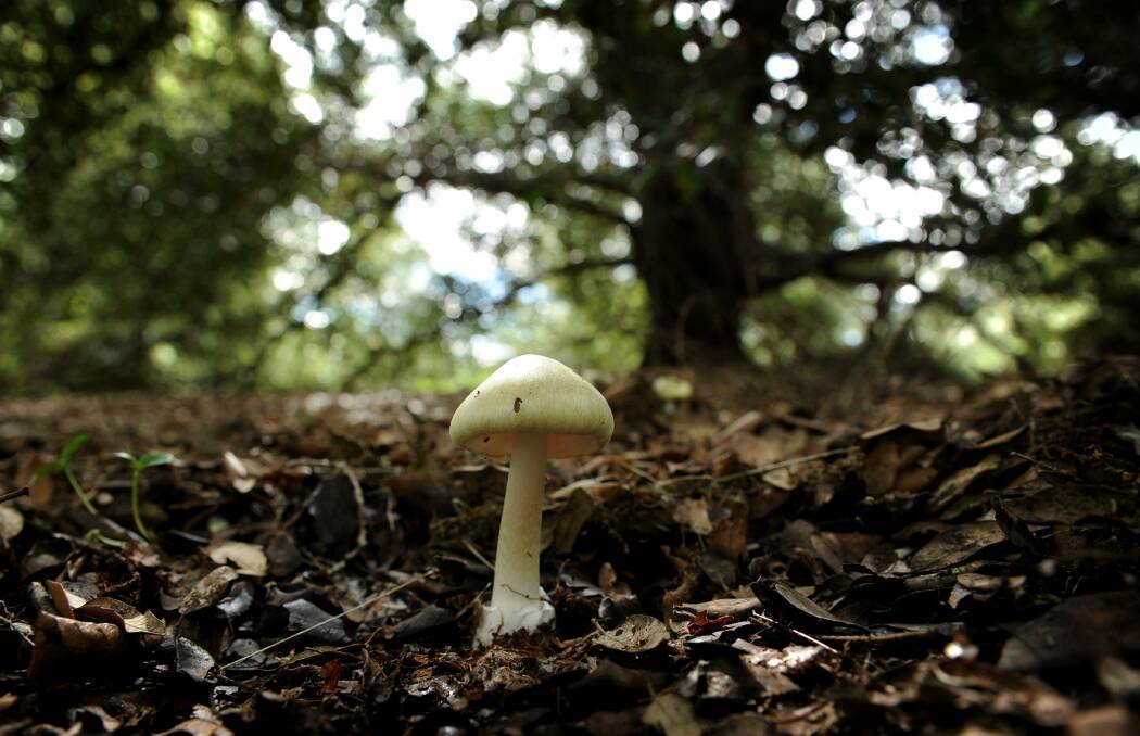 Health authorities are warning Canberrans not to touch wild mushrooms as "death caps" sprout throughut the region. Picture: Marina Neil 
