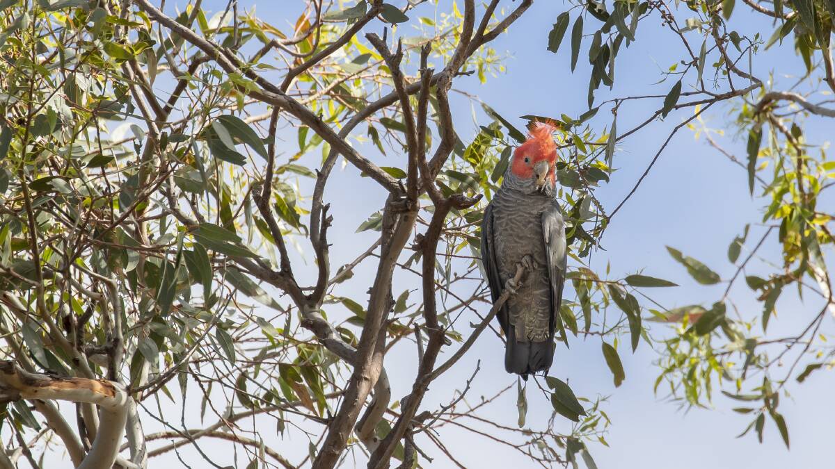 An adult male gang-gang cockatoo in a tree at the Red Hill Nature Reserve. Picture: Sitthixay Ditthavong