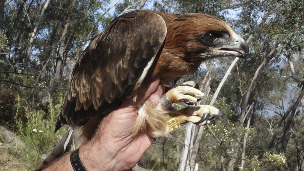I've been everywhere: The female fledgling who flew to Queensland, South Australia and Victoria. Photo: Stuart Rae