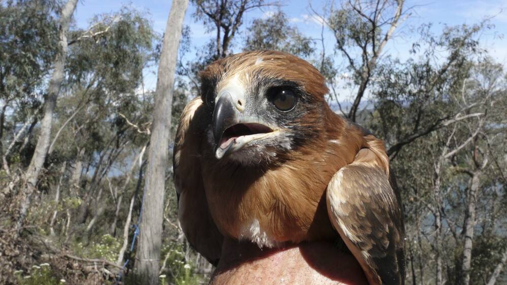 A female little eagle chick.