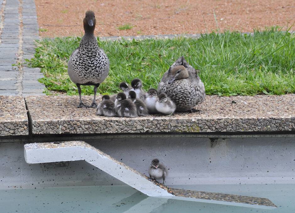 Ducklings use the purpose-built ramp. Australian Academy of Science