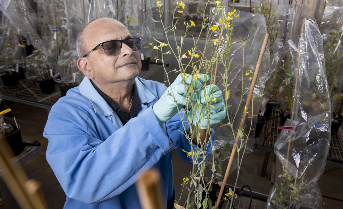 Dr Surinder Singh and his team have engineered a canola plant capable of producing elevated levels of Omega-3 acids. Picture: Sitthixay Ditthavong