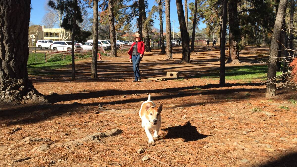 Mac Sumner, with her Jack Russell Ralph, at the Yarralumla dog park. Picture: Andrew Brown