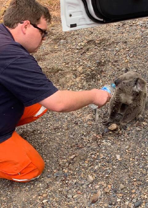 Brent Hunter feeds water to a koala he saved near Nerriga with fellow SES volunteer Adam Hingston.