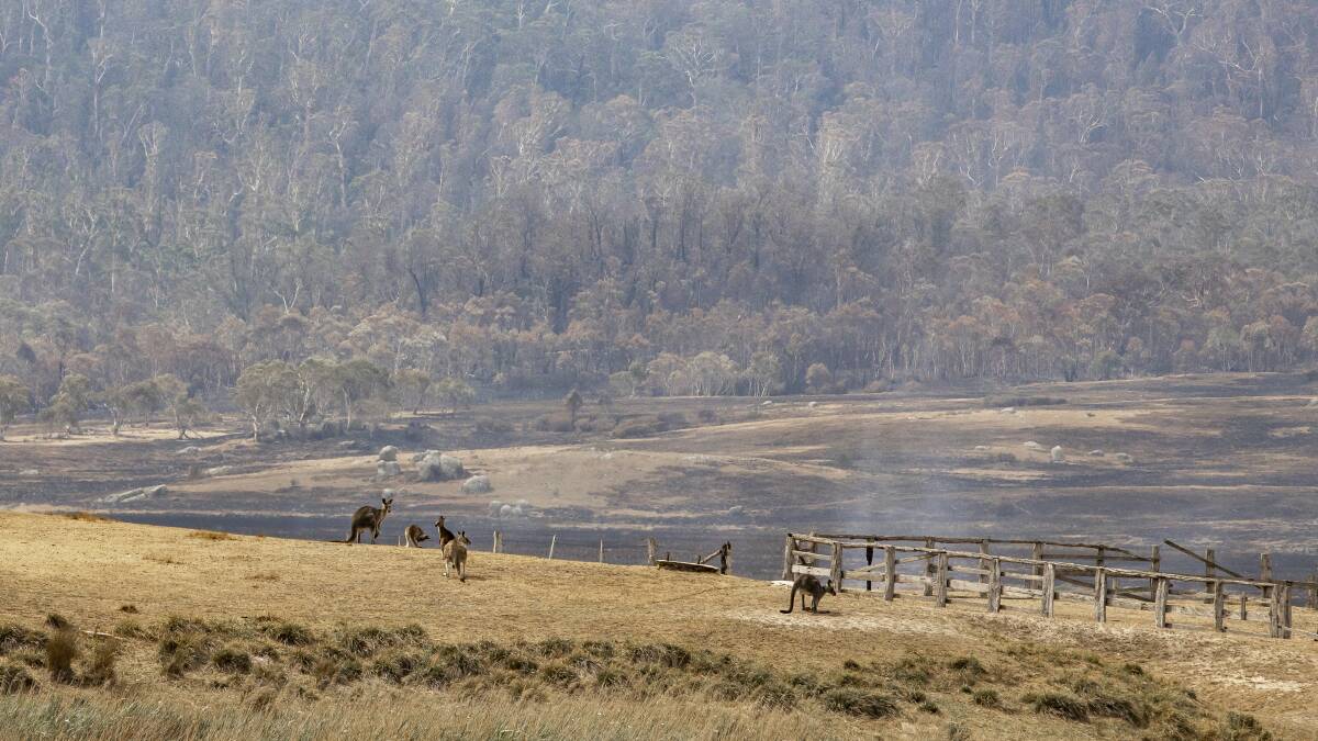 Eastern grey kangaroos are seen in the Orroral Valley on Sunday after a bushfire swept through the area over the past week. Picture: Sitthixay Ditthavong