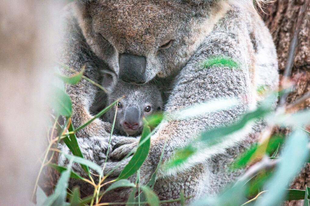 The new joey with mum Matilda at the National Zoo and Aquarium. Picture: Kelly McGowan Photography
