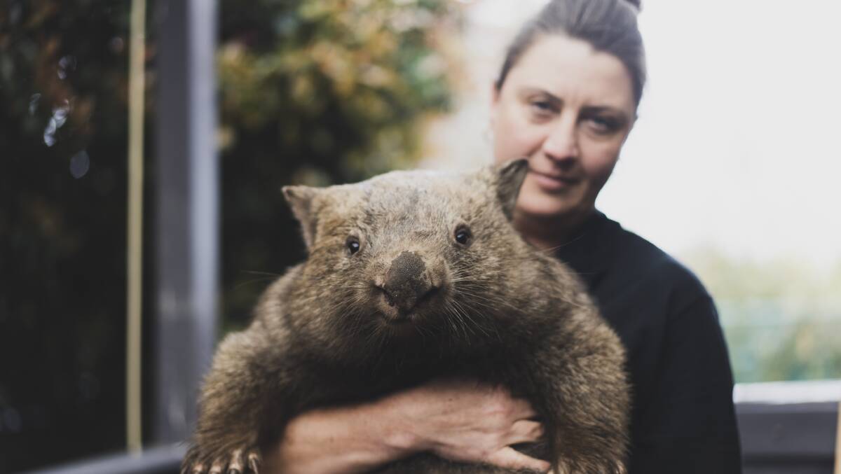 Wombat Rescue founder Yolandi Vermaak, with wombat Dezi, at her home in Nicholls. Picture: Dion Georgopoulos