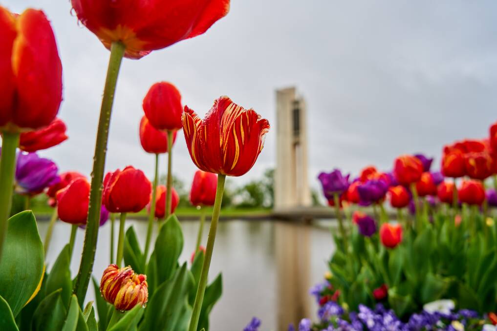 A burst of colour from Floriade: Reimagined. Picture: Matt Loxton