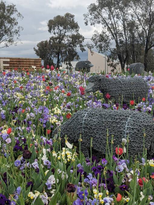 The sheep at Kambah Village had something different to graze on during Floriade: Reimagined.