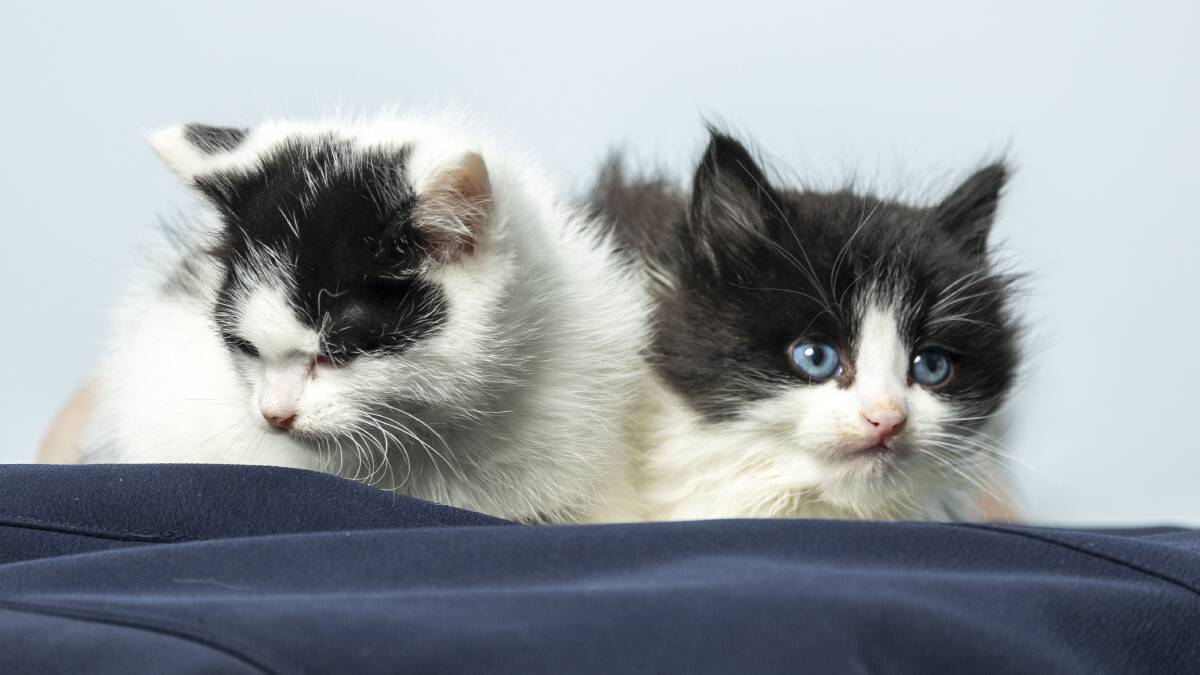 Two of the 299 cats that are in the RSPCA's care. Picture by Gary Ramage
