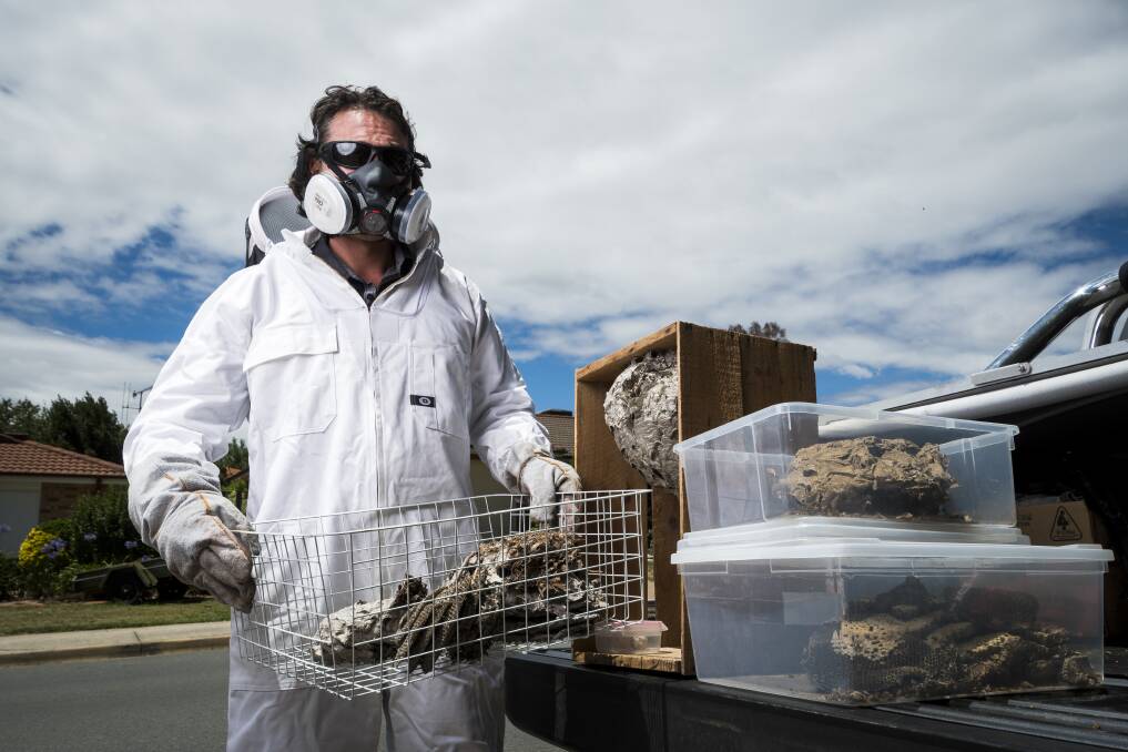ACT government pest control officer Jim Beriesheff with intact wasp nests he has previously removed. Picture: Dion Georgopoulos