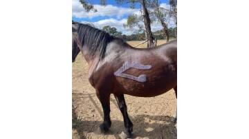 Kayla Arena's horse, Miss Attitude, with a spray painted mark. Picture supplied