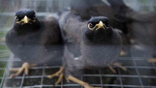 Your run-of-the-mill Myna bird, which is set to be declared a pest in Canberra. Picture: Paul Jeffers