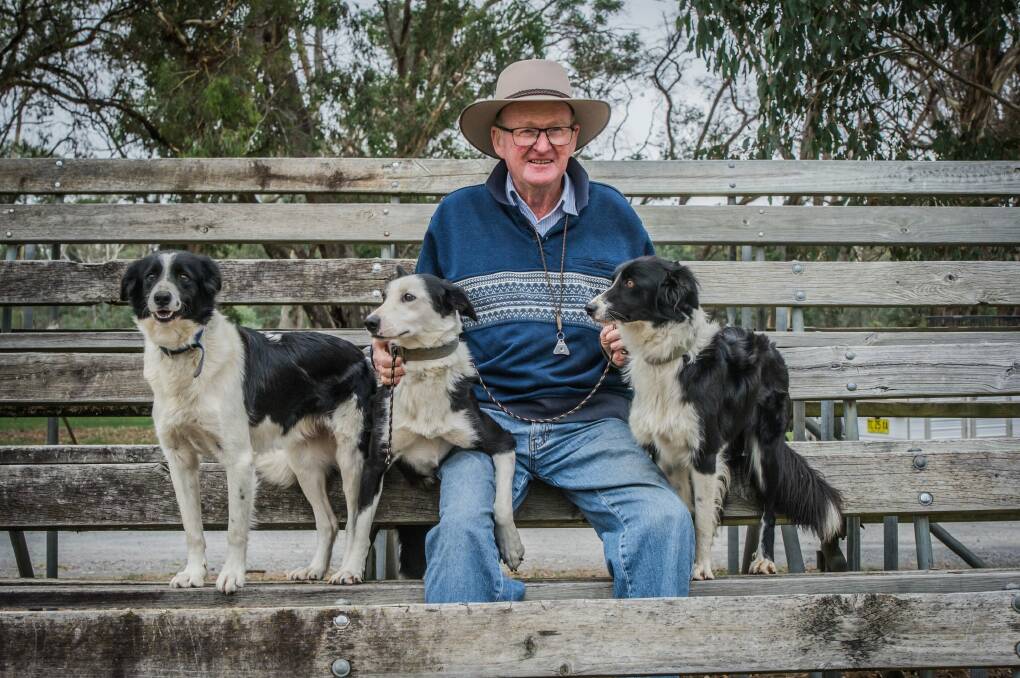President and competitor Charlie Cover and his dogs, Jock, Libby and Queen at the 75th National Sheepdog Championship's held in Hall.  Photo: Karleen Minney