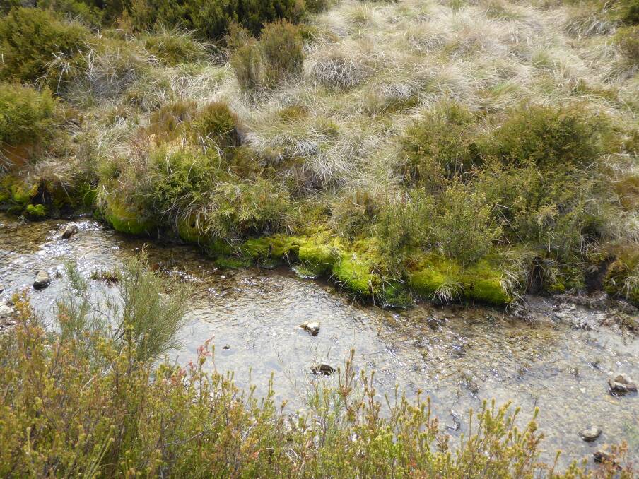 A healthy riverbed in Tantangera, NSW where feral horses are estimated to be in their thousands. Photo: Supplied