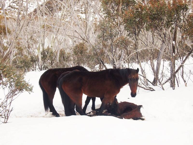 These brumbies were seen with their snouts inside the abdominal cavity of a dead horse. Photo: Supplied