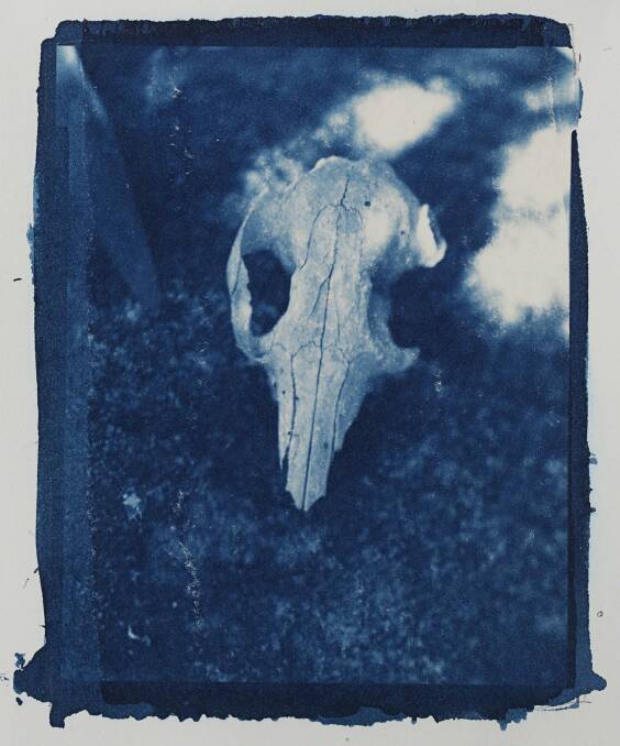 Kim Sinclair, <i>Kangaroo Skull</i>, 2018 in <i>Artefact</i> at PhotoAccess. Photo: Sue Roughley