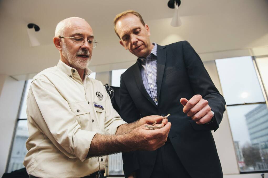 Reptile attraction: Murray Evans and Simon Corbell with two legless lizards.  Photo: Rohan Thomson