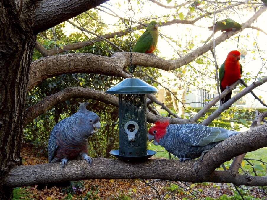 Gang-gangs and king parrots feeding at an apartment block in Barton.  Photo: Ian Pearson