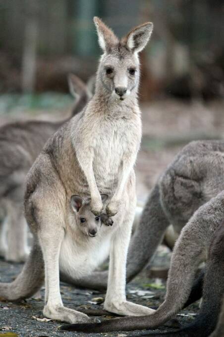 The contraceptive trial on eastern grey kangaroos is expected to begin in July.  Photo: Canberra Times