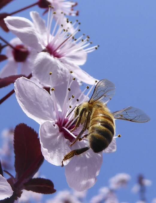 A bee inspects a blossom tree. Photo: Julie Macklin