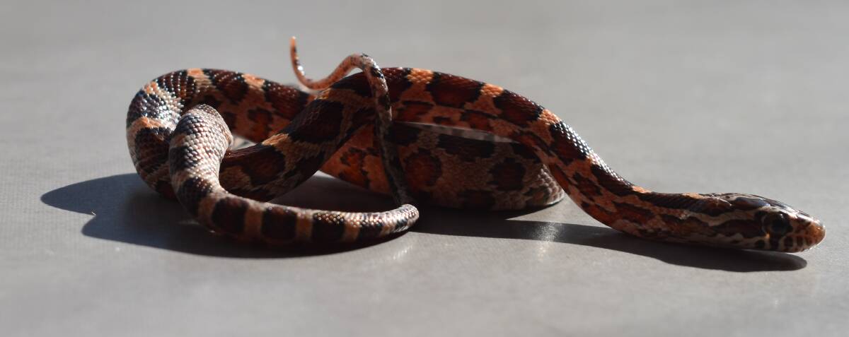 A baby corn snake captured in Canberra by Luke Dunn and Emma Carlson of Canberra Snake Rescue & Relocation on Monday night. Photo: Canberra Snake Rescue &amp; Relocation