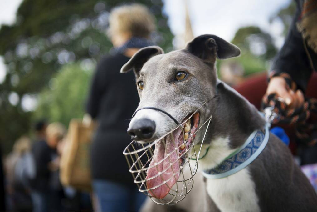 The Canberra Liberals would not ban greyhound racing in the ACT before holding an independent inquiry. Photo: Christopher Pearce