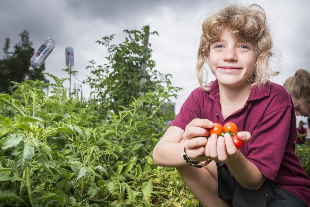 Year 4 student Grace Carpenter, 9, with some tomatoes from the school garden as part of the new food and drink policy for ACT public schools. Photo: Matt Bedford