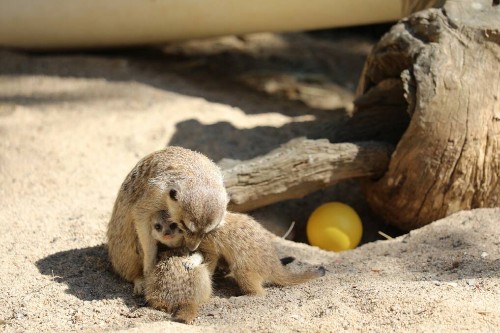 They were born on 21st August to mum, Sekai and dad, Sergei. Photo: Supplied - National Zoo